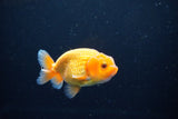 Ranchu  Red White 3 Inch (ID#1115R1c-90) Free2Day SHIPPING