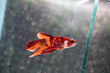 Nemo Galaxy  Koi Plakat Male Betta (ID#801-M413) Free2Day SHIPPING