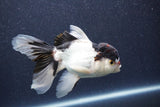 Thai Oranda  Panda 5 Inch (ID#1022To1b-80) Free2Day SHIPPING