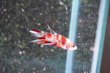 Galaxy Koi Plakat Male Betta (ID#801-M414) Free2Day SHIPPING