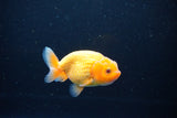 Ranchu  Red White 3 Inch (ID#1115R1c-90) Free2Day SHIPPING