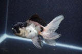 Thai Oranda  Panda 5 Inch (ID#1022To1b-81) Free2Day SHIPPING