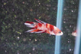 Galaxy Koi Plakat Male Betta (ID#801-M414) Free2Day SHIPPING