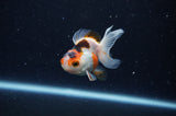 Baby Thai Oranda  Tricolor 2.5 Inch (ID#307TPTA-102) Free2Day SHIPPING