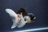 Thai Oranda  Panda 5 Inch (ID#1022To1b-81) Free2Day SHIPPING