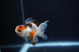 Baby Thai Oranda  Tricolor 2.5 Inch (ID#307TPTA-102) Free2Day SHIPPING
