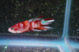 Galaxy Koi Plakat Male Betta (ID#801-M414) Free2Day SHIPPING