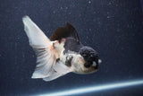 Thai Oranda  Panda 5 Inch (ID#1022To1b-81) Free2Day SHIPPING