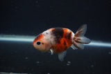 Juvenile Ranchu  Calico 3.5 Inch (ID#0107R9b-63) Free2Day SHIPPING