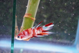 Galaxy Koi Plakat Male Betta (ID#801-M414) Free2Day SHIPPING