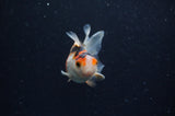 Baby Thai Oranda  Tricolor 2.5 Inch (ID#307TPTA-102) Free2Day SHIPPING