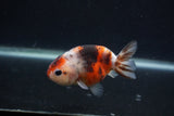 Juvenile Ranchu  Calico 3.5 Inch (ID#0107R9b-63) Free2Day SHIPPING