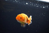 Ranchu  Red White 3 Inch (ID#1115R1c-90) Free2Day SHIPPING