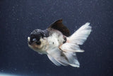 Thai Oranda  Panda 5 Inch (ID#1022To1b-81) Free2Day SHIPPING