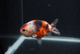 Juvenile Ranchu  Calico 3.5 Inch (ID#0107R9b-63) Free2Day SHIPPING