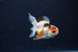 Baby Thai Oranda  Tricolor 2.5 Inch (ID#307TPTA-102) Free2Day SHIPPING