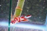 Galaxy Koi Plakat Male Betta (ID#801-M414) Free2Day SHIPPING