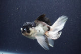 Thai Oranda  Panda 5 Inch (ID#1022To1b-81) Free2Day SHIPPING