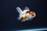 Baby Thai Oranda  Tricolor 2.5 Inch (ID#307TPTA-102) Free2Day SHIPPING