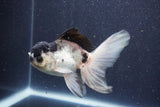 Thai Oranda  Panda 5 Inch (ID#1022To1b-81) Free2Day SHIPPING