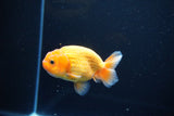 Ranchu  Red White 3 Inch (ID#1115R1c-90) Free2Day SHIPPING