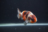 Juvenile Ranchu  Calico 3.5 Inch (ID#0107R9b-63) Free2Day SHIPPING