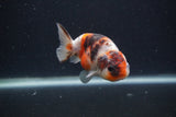 Juvenile Ranchu  Calico 3.5 Inch (ID#0107R9b-63) Free2Day SHIPPING