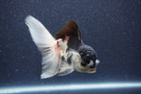 Thai Oranda  Panda 5 Inch (ID#1022To1b-81) Free2Day SHIPPING