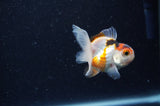 Baby Thai Oranda  Tricolor 2.5 Inch (ID#307TPTA-102) Free2Day SHIPPING