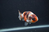 Juvenile Ranchu  Calico 3.5 Inch (ID#0107R9b-63) Free2Day SHIPPING