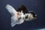 Thai Oranda  Panda 5 Inch (ID#1022To1b-81) Free2Day SHIPPING