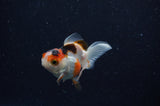 Baby Thai Oranda  Tricolor 2.5 Inch (ID#307TPTA-102) Free2Day SHIPPING