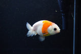 Ranchu  Sakura 3 Inch (ID#1119R1c-80) Free2Day SHIPPING