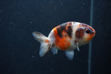 Juvenile Ranchu  Calico 3.5 Inch (ID#0107R9b-63) Free2Day SHIPPING