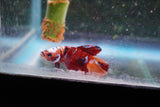 Nemo Galaxy  Koi Plakat Male Betta (ID#801-M415) Free2Day SHIPPING