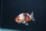 Juvenile Ranchu  Calico 3.5 Inch (ID#0107R9b-63) Free2Day SHIPPING