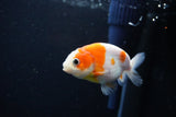 Ranchu  Sakura 3 Inch (ID#1119R1c-80) Free2Day SHIPPING