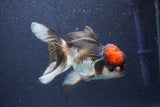 Thai Oranda  Tricolor 5 Inch (ID#1022To1b-82) Free2Day SHIPPING