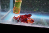 Nemo Galaxy  Koi Plakat Male Betta (ID#801-M415) Free2Day SHIPPING