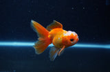 Baby Thai Oranda  Red White 3 Inch (ID#307TPTA-103) Free2Day SHIPPING