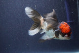 Thai Oranda  Tricolor 5 Inch (ID#1022To1b-82) Free2Day SHIPPING