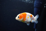 Ranchu  Sakura 3 Inch (ID#1119R1c-80) Free2Day SHIPPING