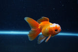 Baby Thai Oranda  Red White 3 Inch (ID#307TPTA-103) Free2Day SHIPPING