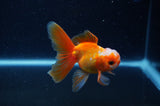 Baby Thai Oranda  Red White 3 Inch (ID#307TPTA-103) Free2Day SHIPPING