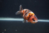 Juvenile Ranchu  Calico 3.5 Inch (ID#0107R9b-64) Free2Day SHIPPING