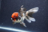 Thai Oranda  Tricolor 5 Inch (ID#1022To1b-82) Free2Day SHIPPING