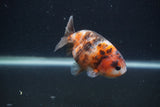 Juvenile Ranchu  Calico 3.5 Inch (ID#0107R9b-64) Free2Day SHIPPING