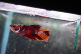 Nemo Galaxy  Koi Plakat Male Betta (ID#801-M415) Free2Day SHIPPING