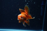 Baby Thai Oranda  Red White 3 Inch (ID#307TPTA-103) Free2Day SHIPPING