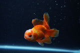 Baby Thai Oranda  Red White 3 Inch (ID#307TPTA-103) Free2Day SHIPPING